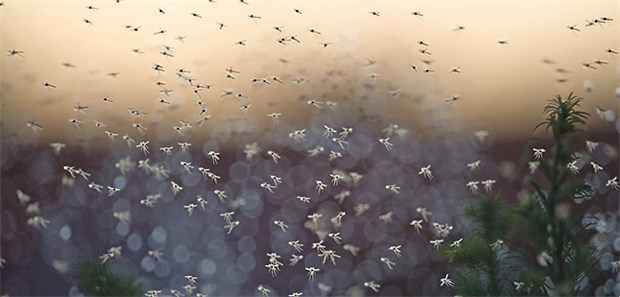 Mückenjagd via Satellit Mückenschwarm: Gegen die Überträger der Malaria gehen Heidelberger Forscher mit Satellitenbildkarten und Bacillus thuringiensis vor: