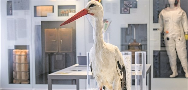 Wissenschaft pur im neuen Robert-Koch-Museum Museumsrundgang: Auch Störche können Krankheitserreger verbreiten. Im Hintergrund ein Schutzanzug aus dem RKI-Hochsicherheitslabor.