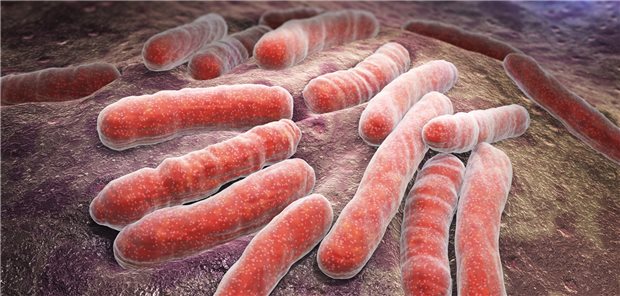 Mycobacterium (M.) leprae wurde 1874 von Gerhard Henrik Armauer Hansen als Erreger der Lepra entdeckt.
