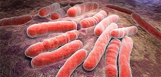WHO: Zu wenig Fortschritte im Kampf gegen TB Mykobakterien: 2016 haben sich nach Schätzungen 10,4 Millionen Menschen mit Tuberkulose infiziert, etwa so viele wie im Jahr zuvor. Erkannt und gemeldet wurden aber erneut weniger als Zweidrittel der Fälle.