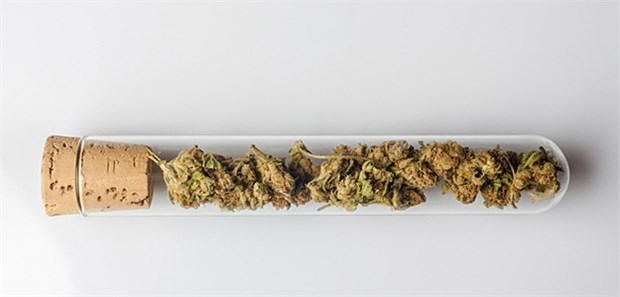 Suchtexperten fordern Enquete-Kommission Nach Angaben der Deutsche Hauptstelle für Suchtfragen werden jährlich 170.000 Strafverfahren wegen Cannabiskonsums geführt.