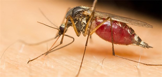 Lebendimpfstoff gegen Malaria erfolgreich getestet Nach Angaben der WHO erkrankten allein im Jahr 2015 rund 214 Millionen Menschen durch den Malaria-Parasiten.