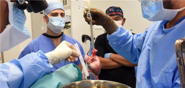 Chirurgen führen eine Schweineherz-Transplantation im Krankenhaus durch.