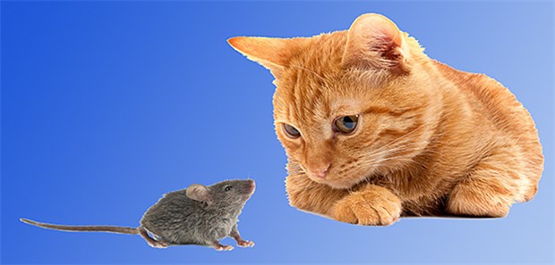 Wie ein Parasit Mäusen die Furcht vor Katzen austreibt Nach einem Parasiten-Befall verloren Mäuse die natürliche Angst vor Katzen.