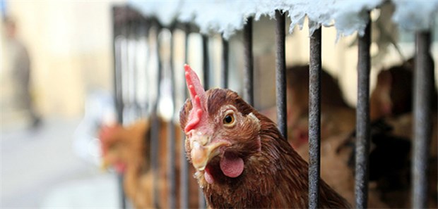 Reserveantibiotika in der Tiermast ärgern die Ministerin Nach wie vor werden vergleichsweise große Mengen Reserveantibiotika in der Geflügelmast eingesetzt.