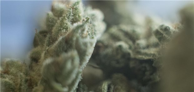 Nahaufnahme von medizinsichem Cannabis