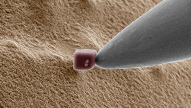 Studie: Nanopartikel verändern Eisenaufnahme im Darm Nanoteilchen an der Spitze einer Sonde auf der Oberfläche eines menschlichen Haars (Aufnahme der Technischen Universität Braunschweig).