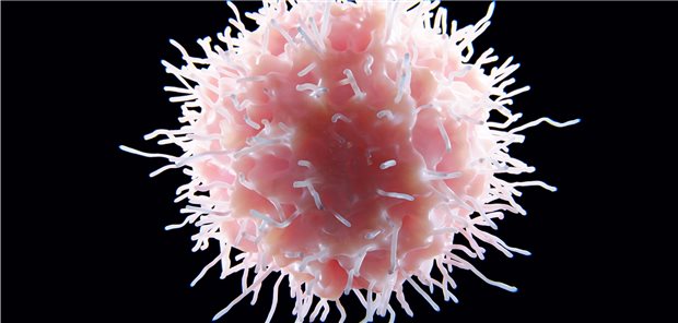 Natürliche Killerzelle: sie tötet wohl nicht nur Krebszellen oder virusinfizierte Zellen ab.