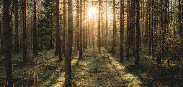 Aufnahme einer stimmungsvollen Waldlandschaft in Uppsala, Schweden.