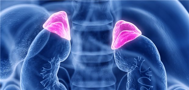 Nebennieren: Bei pathologisch gesteigerter Glukokortikoid-Sekretion gibt es jetzt eine neue orale Therapieoption. 