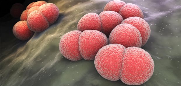 Darstellung von Neisseria gonorrhoeae-Bakterien.