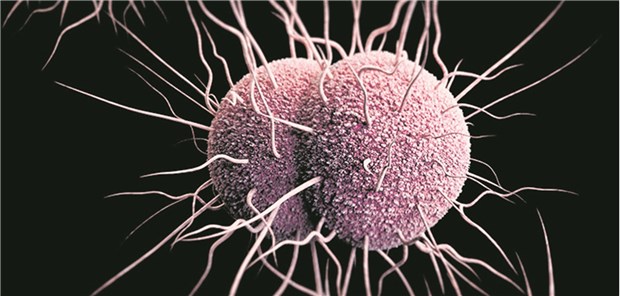 Neisseria gonorrhoeae im Modell: Extensiv-resistente Stämme bei Reise-Rückkehrern aus Südostasien haben im Frühjahr für Aufsehen gesorgt.