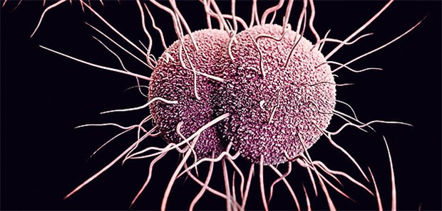 Meldepflichtige Infektion: Mundspülung gegen Tripperkeime im Rachenraum Neisseria gonorrhoeae im Modell: Unbemerkter Keim-Befall in Mund und Rachen ist häufig ein Problem.