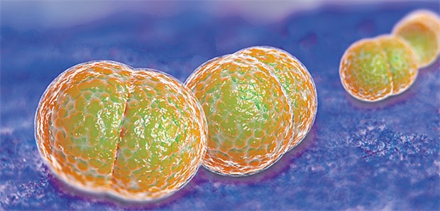 Debatte um Men B in England Neisseria meningitides unter dem Mikroskop: Der Keim ist der häufigster Erreger bakterieller Meningitiden in Deutschland.