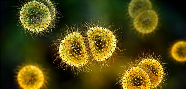 Neisseria meningitidis: Bei Meningokokken-Infektionen in Deutschland tritt am häufigsten die Serogruppe B auf.