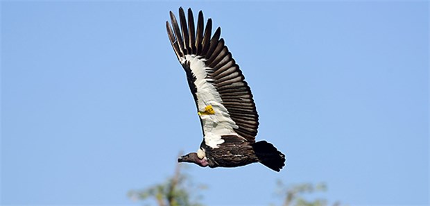 Wie Nepal den Bengalgeier retten will Nepal, Pithauli: Ein Bengalgeier fliegt bei seiner Auswilderung davon. Er ist in einer Vogelstation im südlichen Tiefland von Nepal aufgewachsen. Medikamente für Kühe haben seinen Bestand sehr gefährdet.
