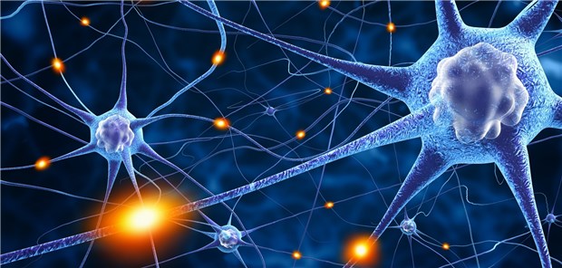Nervenzellen: Etwa 5-10 Prozent der Parkinson-Patienten haben eine Mutation im Gen für Glucocerebrosidase. Die Aktivität des Proteins wird dadurch vermindert, was zu einer verstärkten Akkumulation von Alpha-Synuclein führt.