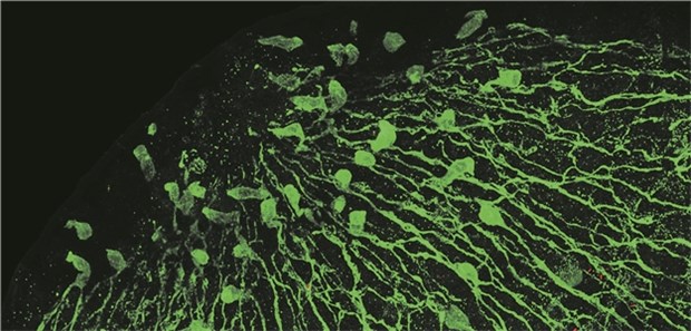 Neuronen bestimmen über das Mikrobiom des Körpers Nervenzellen (grün markiert) des Süßwasserpolypen Hydra produzieren antimikrobielle Peptide und prägen so das Mikrobiom: Rot markierte Stäbchenbakterien befinden sich an den Tentakeln.