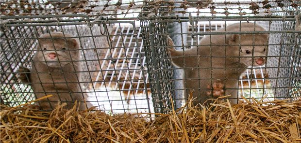 Wie begründet ist die Angst vor SARS-CoV-2 in Nerzen? Nerzfarm: In Umgebungen mit hoher Tierdichte ist bei Befall von einem großen SARS-CoV-2-Übertragungsrisiko auszugehen.