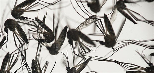 Dengue-Fieber grassiert in Neu Delhi Neu Delhi hat immer noch kein Mittel gegen von Mücken übertragene Tropenkrankheiten gefunden. In der indischen Hauptstadt ist die Zahl der Patienten mit Dengue- und Chikungunya-Fieber im September stark gestiegen.