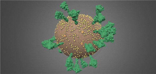 So sieht das Coronavirus wirklich aus Neues Modell von SARS-CoV-2: Die Anzahl der Stacheln ist zum Beispiel geringer als bisher angenommen.