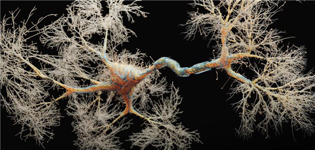 Abbildung eines Neurons