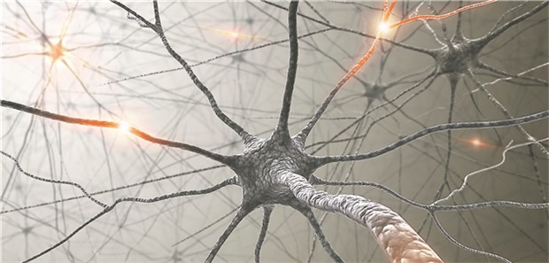Erfolgreiche Therapie für Kinder mit Spinaler Muskelatrophie Neuronennetzwerk: Bei der SMA gehen Motoneurone im Vorderhorn des Rückenmarks zugrunde.