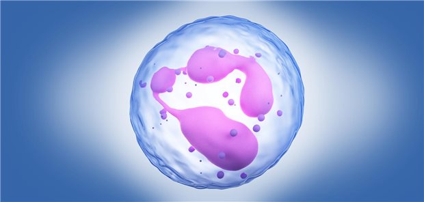 Neutrophile Granulozyten sezernieren MMP-9. Hohe MMP-9-Spiegel korrelieren mit schwereren Verläufen nach Schlaganfall.