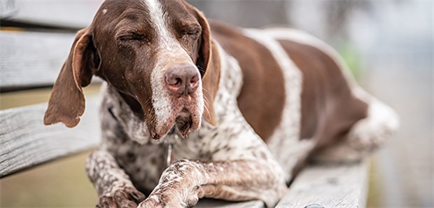 Wenn Hunde Drogen fressen Nevio, ein elfjähriger Deutsch Kurzhaar-Mix, ruht sich auf einer Parkbank am Mainufer aus. Vor einiger Zeit hatte das Tier THC-haltige Drogen gefressen und war deshalb beim Tierarzt in Behandlung.