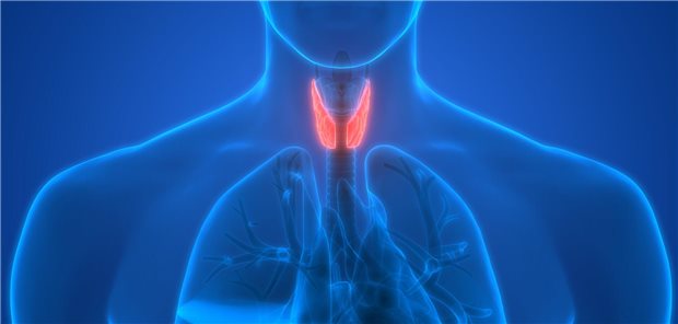 Illustration der Schilddrüse