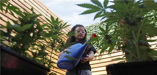 Pädiater fordern Nulltoleranzprinzip bei Cannabis bis 18 Jahren Juvenile Bewässerung von Marihuana-Planzen in den USA
