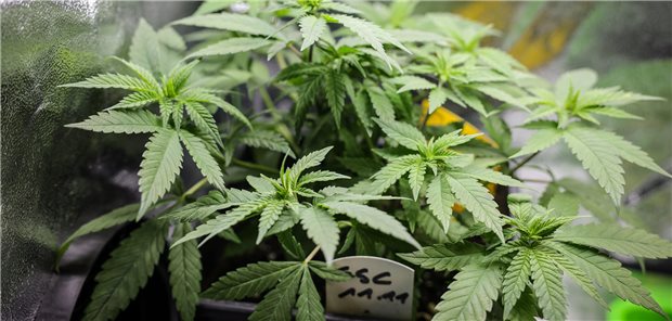 Cannabisgesetz: Grenzen fürs Kiffen, für den Anbau und den THC-Gehalt Cannabis-Pflanze