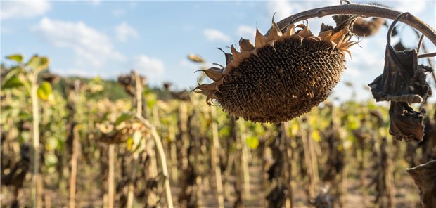 Klimawandel zehrt bei vielen richtig an den Nerven Nicht nur Pflanzen müssen mit Hitzestress klarkommen.