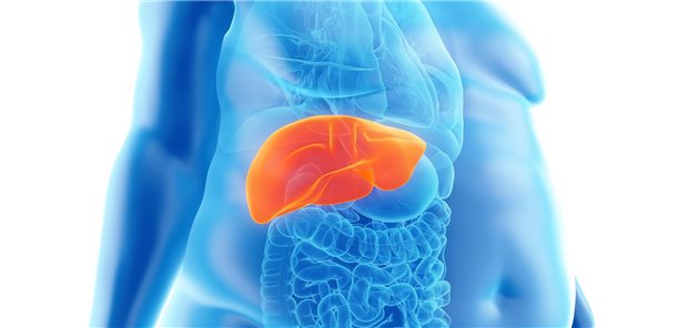 Nichtalkoholische Fettlebererkrankung bei Erwachsenen: Sie ist die führende Ursache chronischer Lebererkrankungen.