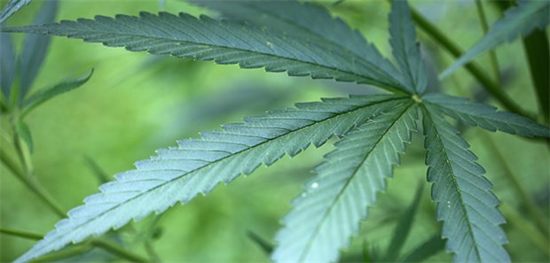 Cannabis beruhigt Demenzkranke kaum Niederländische Geriater haben einen Therapieversuch mit dem Cannabiswirkstoff Tetrahydrocannabinol (THC) durchgeführt.