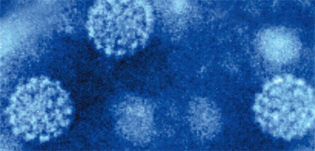 Gegen Genitalwarzen hilft beides Niedrigrisikotypen des humanen Papillomvirus (HPV) sind fast immer die Verursacher von Genitalwarzen (Condylomata acuminata). Die Infektion ist eine der häufigsten sexuell übertragbaren Krankheiten.