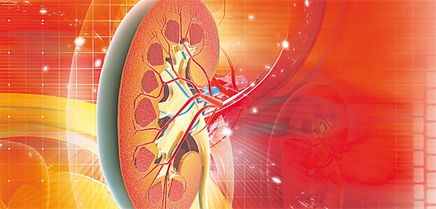 Niere: Canagliflozin hemmt in dem Organ die Glukose-Rückresorption aus dem Primärharn.