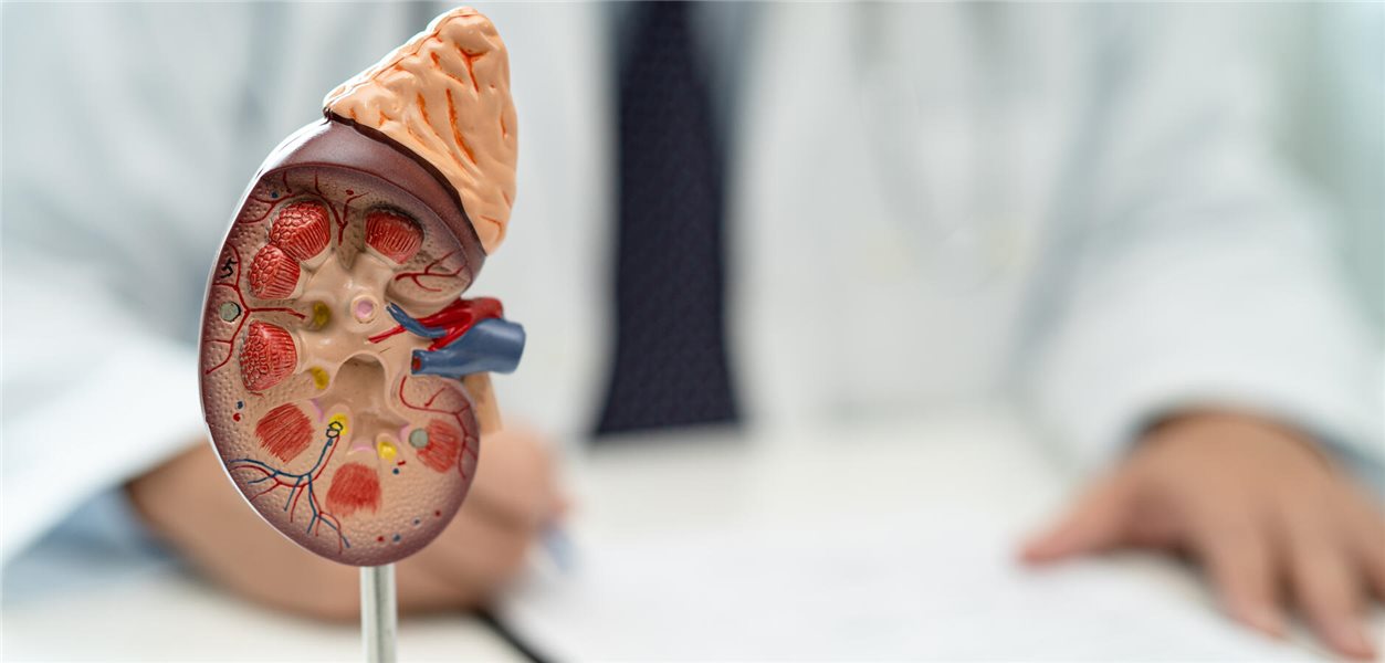 Dank neuer effektiver Therapien ist die Nephrologie im Aufbruch