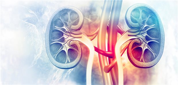 Niere im Blick: Wissenschaftler aus Australien haben untersucht, ob eine längere Glukokortikoid-Therapie bei Kindern mit einem steroidsensitivien nephrotischen Syndrom Vorteile bietet.