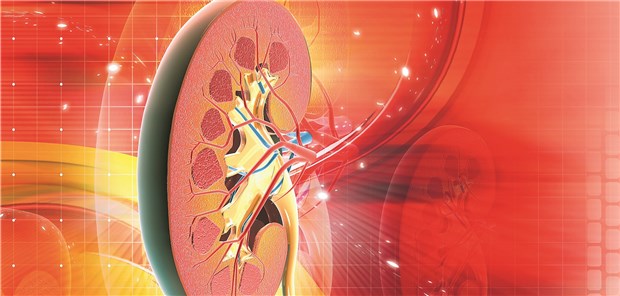 Niere im Modell: Minimalinvasive Verödung renaler Nerven lindert Hypertonie.