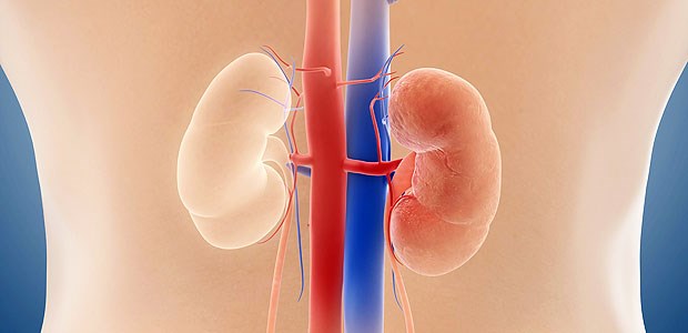 Magnesium als Indikator fürs Sterberisiko Nieren: Niedrige Magnesiumspiegel gehen mit einem beschleunigten Verlust der Organfunktion einher.