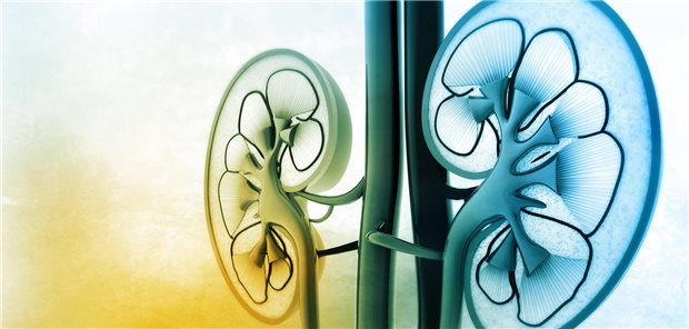 Nieren im Fokus: Bei welchen Patienten mit chronischer Nierenerkrankung ist es ratsam, mit Impfungen zögerlich umzugehen?