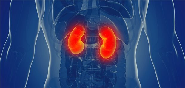 Nieren im Fokus: Für Diabetiker mit Niereninsuffizienz gibt es jetzt eine neue Option.