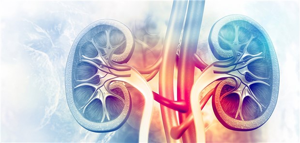 Nierenerkrankung nach Präeklampsie: Wie hoch das Risiko ist, hängt auch vom Entbindungszeitpunkt ab.