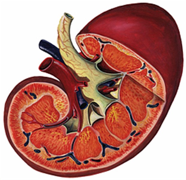 Nephrologen fordern: mehr Achtsamkeit für die Nieren! Nierenerkrankung und Dialyse: Nur Prävention und Früherkennung kann dies rechtzeitig stoppen.