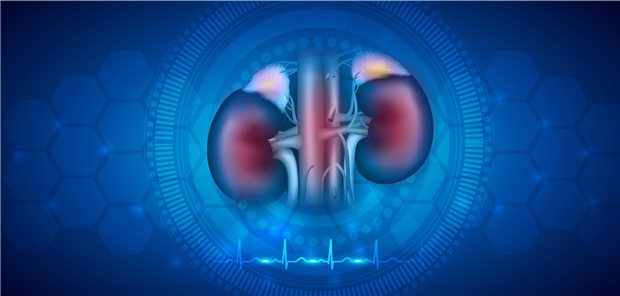 Nierengesundheit im Fokus: Mehrere Fachgesellschaften haben die Leitlinie zu Nierenzellkarzinom modernisiert.