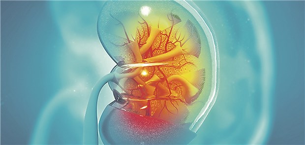 Nierenschutz: Unter Patienten in deutschen Hausarztpraxen wurden in den höchsten Altersklassen CKD-Prävalenzen von bis zu 80 Prozent gefunden.