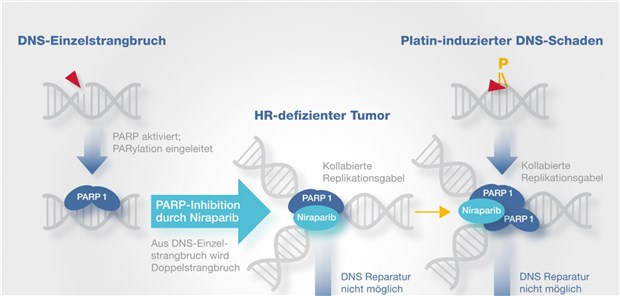 Niraparib verhindert die Reparatur von DNS-Einzelstrangbrüchen und Platin-induzierten DNS-Schäden, was letztlich zur Apoptose der Tumorzellen führt. © Tesaro