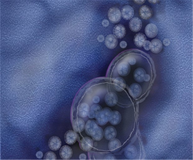Erster Norovirus-Impfstoff wirkt - ein bisschen Noroviren: Ein neuer Impfstoff soll vor ihnen schützen.