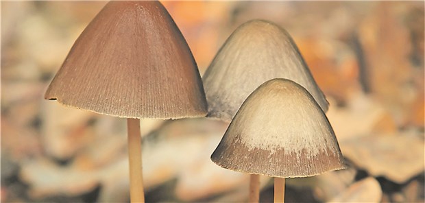 Nützlich: Zauberpilze – Magic Mushrooms. Ihr Wirkstoff Psilocybin findet zunehmend Eingang in Studien zu Depressionen und Angststörungen.